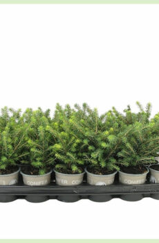 Picea omorika Karel evergreen kopen