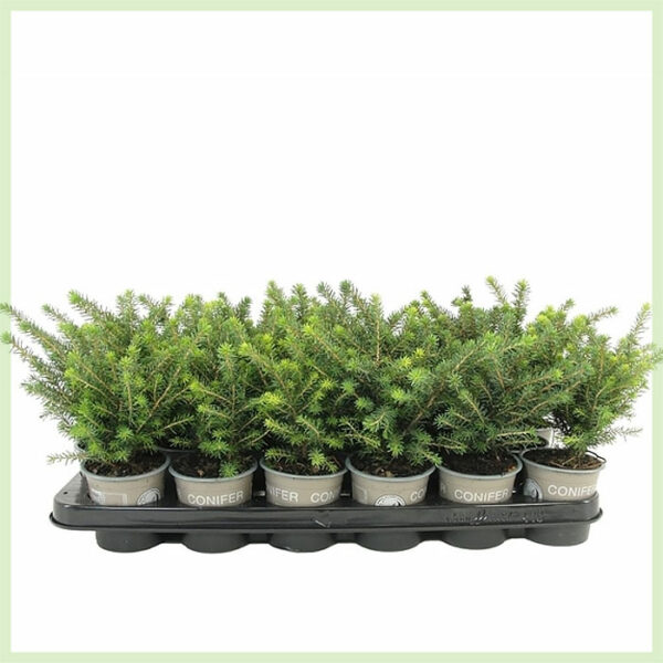 Picea omorika Karel evergreen kopen