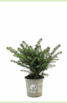 Achte Picea omorika Karel Evergreen
