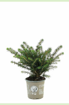 Vidio ny Picea omorika Karel evergreen