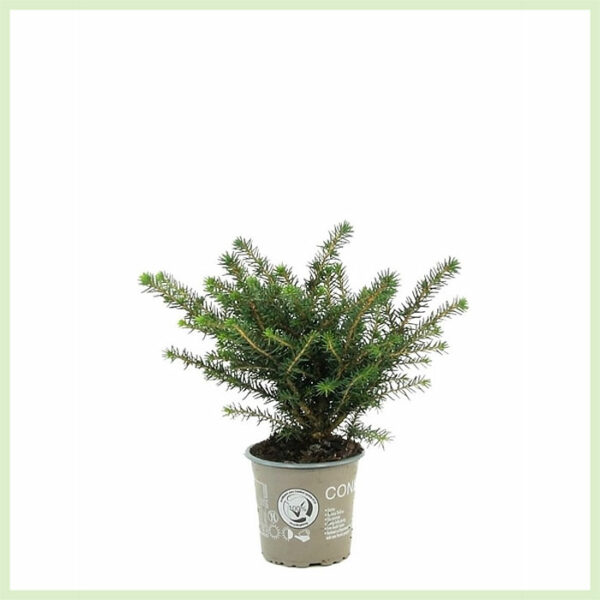 Купете Picea omorika Karel зимзелена