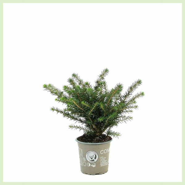 ซื้อ Picea omorika Karel เอเวอร์กรีน