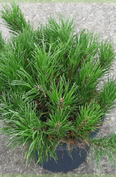 Pinus mugo Pumilio bikirin