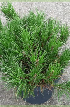 Buy Pinus mugo Pumilio