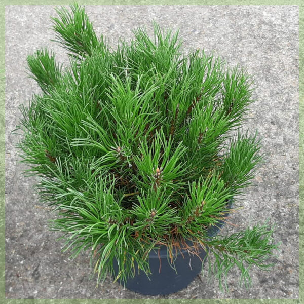 Купити Pinus mugo Pumilio