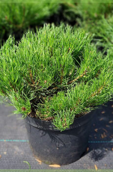 Pinus mugo subsp. koupit mugo mughus C3