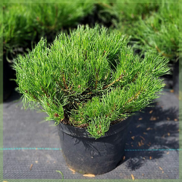 Pinus mugo subsp. bumili ng mugo mughus C3