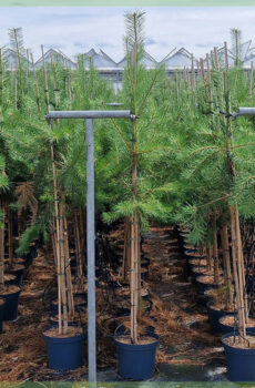 Pinus sylvetris スコットランド松針葉樹を購入する
