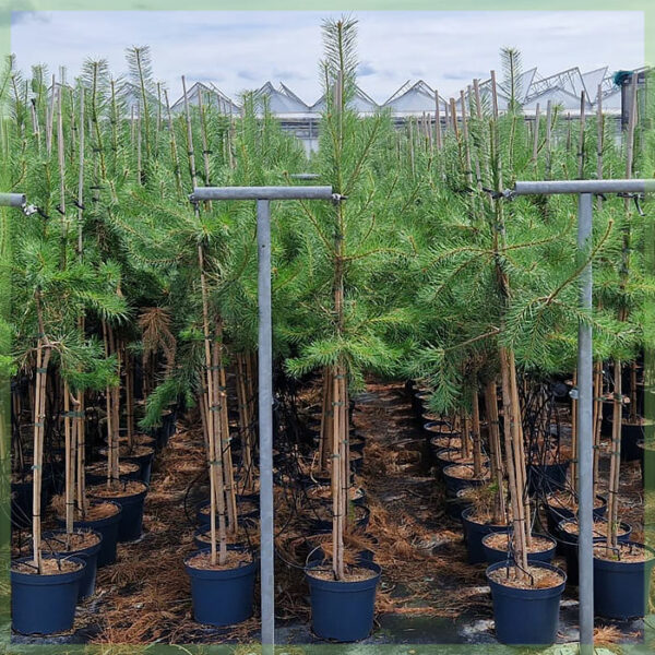 Cumprate Pinus sylvetris conifera di pinu scozzese