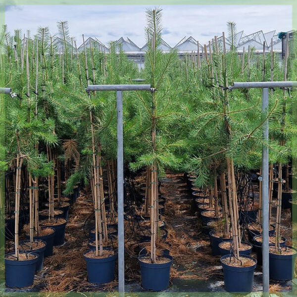 Buy Pinus sylvetris Scotis pineis conifer