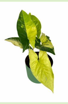 Syngonium Aurea Yellow Variegata මිලදී ගන්න