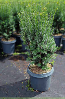 Buy Taxus media hillii 60-80 cm