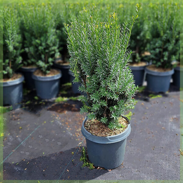 شراء وسائل الإعلام Taxus hillii 60-80 سم