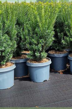 Taxus media hillii 60-80 cm kopen