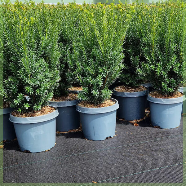 Køb Taxus media hillii 60-80 cm