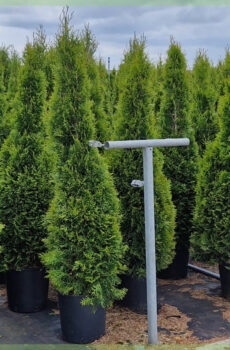 Thuja occi. Kupi Emerald C15 150-175cm