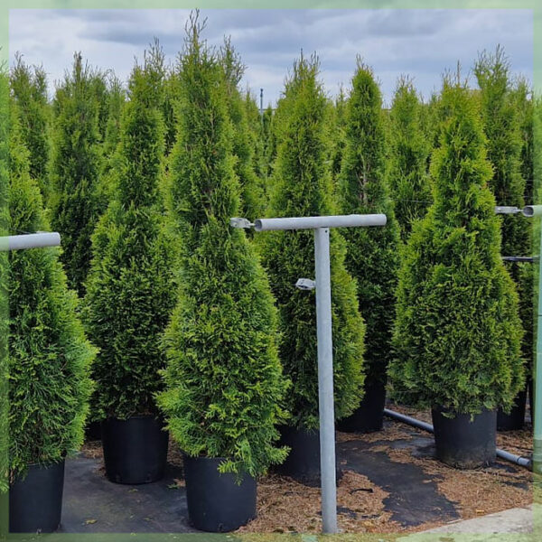 Thuja occi. Smaragd C15 150-175cm kopen