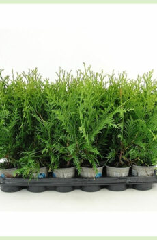 Thuja occidentalis Brabant evergreen kopen