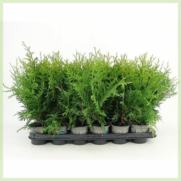 Thuja occidentalis Brabant evergreen kopen