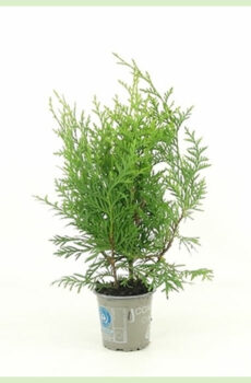 Buy Thuja occidentalis Brabantiae viridis