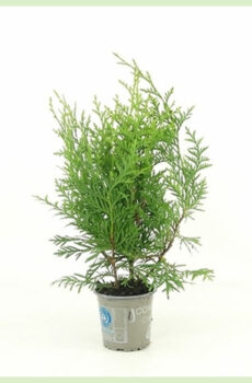 Thuja occidentalis Brabant evergreen kopen