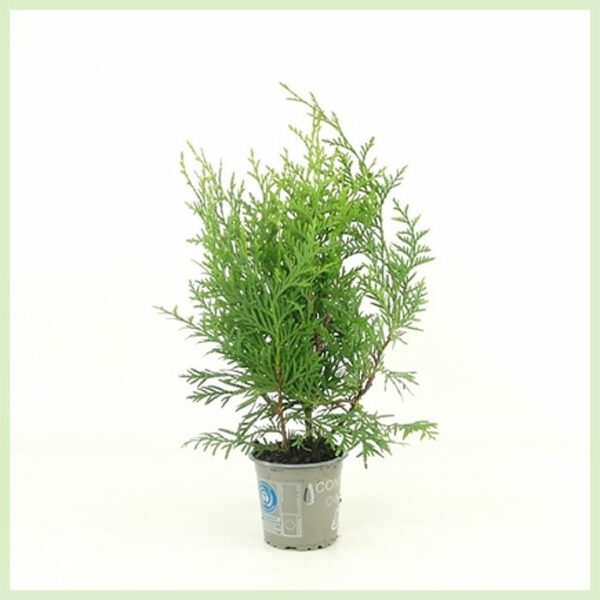 קנה Thuja occidentalis Brabant ירוק עד