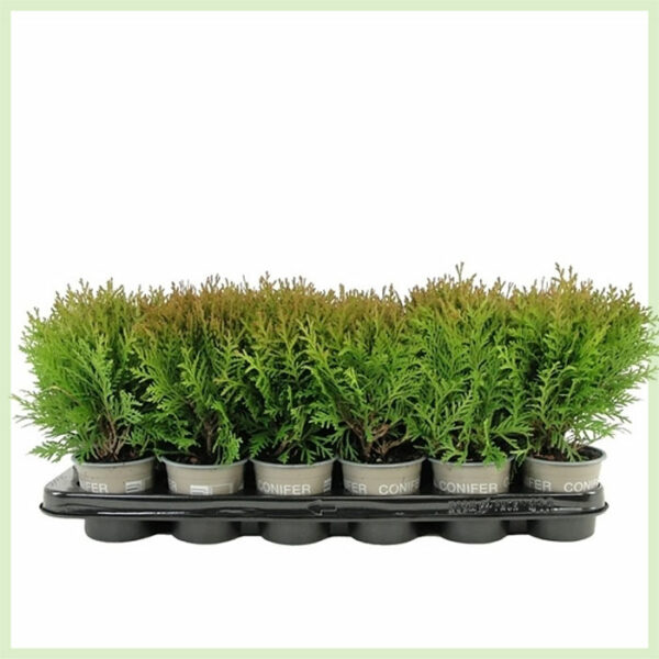 Купете Thuja occidentalis Danica evergreen