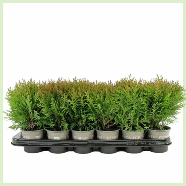 Kupte si Thuja occidentalis Danica evergreen