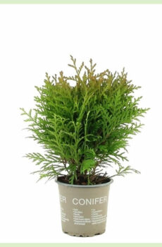 Thuja occidentalis Danica evergreen kopen