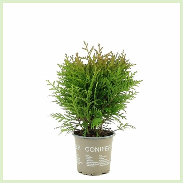 購買 Thuja occidentalis Danica 常綠