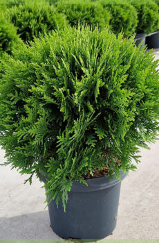 קנה Thuja occidentalis Danica ירוק עד C3