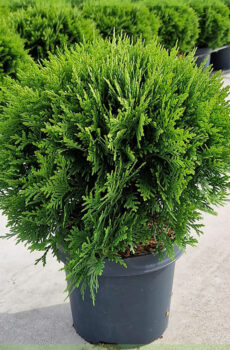 Купить Thuja occidentalis Danica вечнозеленый C3