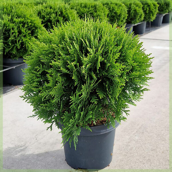 Buy Thuja occidentalis Danica semper viridis C3