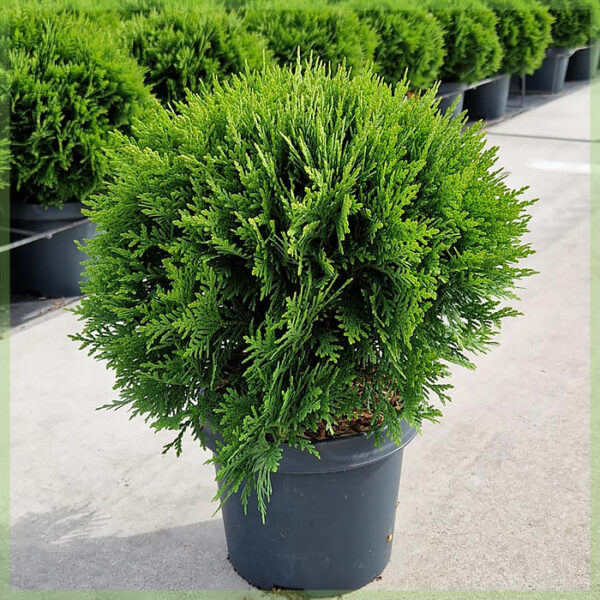 Pirkite Thuja occidentalis Danica evergreen C3