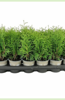 Tuku Thuja occidentalis Holmstrup evergreen