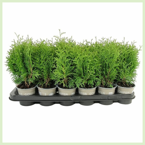 Achte Thuja occidentalis Holmstrup Evergreen