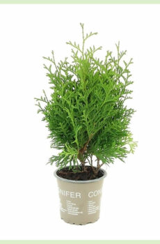 Vidio ny Thuja occidentalis Holmstrup evergreen