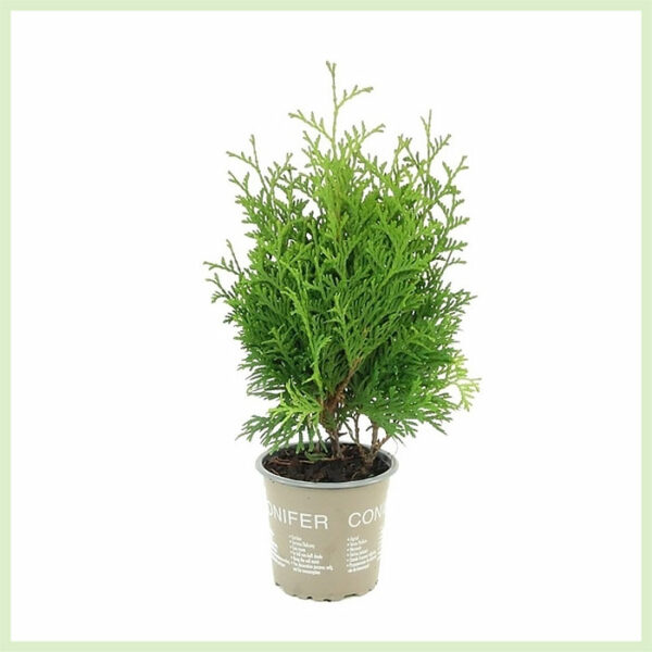 Thuja occidentalis Holmstrup evergreen bikirin