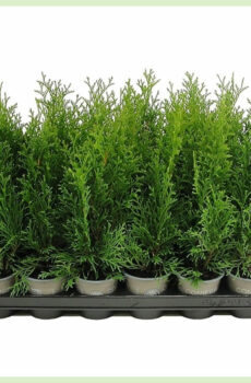 Vidio ny Thuja occidentalis Emerald evergreen