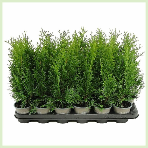 קנה Thuja occidentalis אמרלד ירוק עד