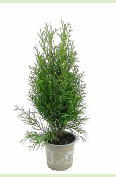 Kupite Thuja occidentalis Emerald evergreen