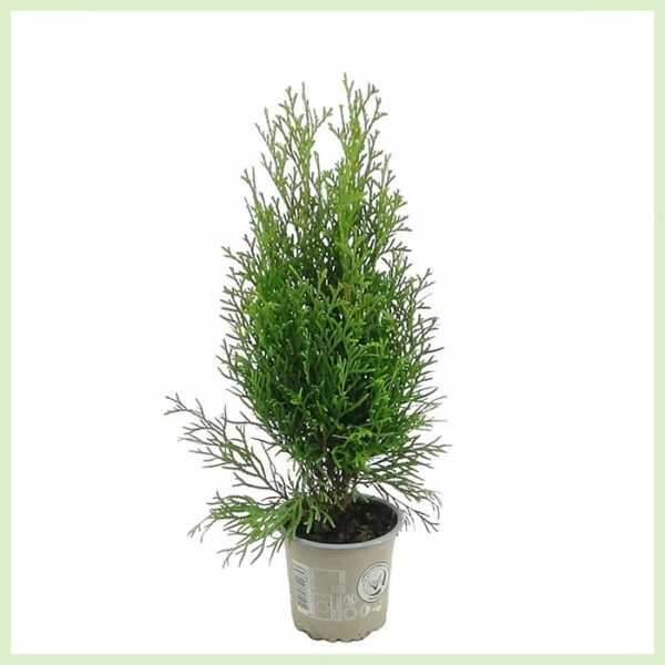 Αγοράστε Thuja occidentalis Emerald evergreen