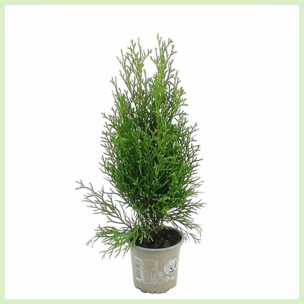 קנה Thuja occidentalis אמרלד ירוק עד