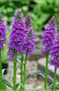 Dactylorhiza handweed ஆர்க்கிட் கடினமான தோட்ட மல்லிகை