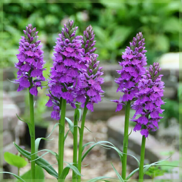 Dactylorhiza handgräsorkidé tåliga trädgårdsorkidéer