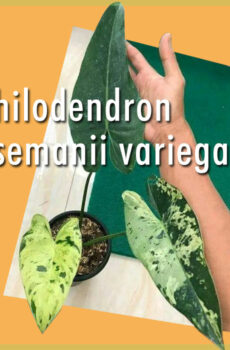 Vidio ny Philodendron Ilsemanii Variegata