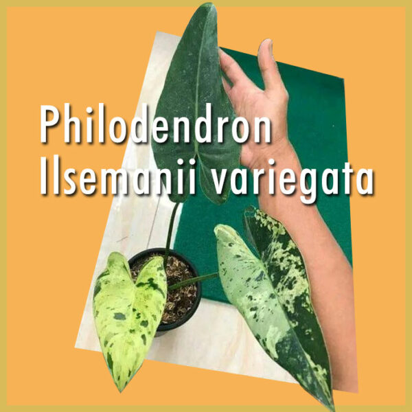 Fa'atau Philodendron Ilsemanii Variegata
