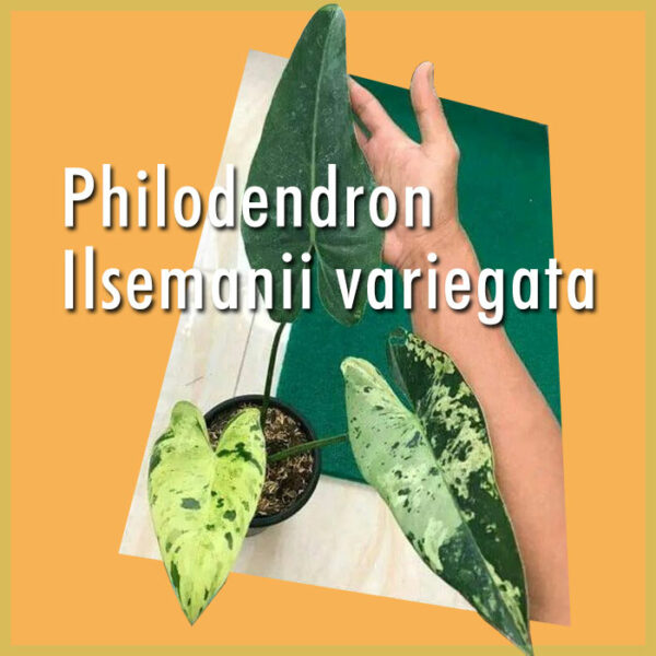 Kúpiť Philodendron Ilsemanii Variegata