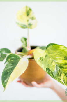 Công chúa trắng Philodendron Đá cẩm thạch Aurea Variegata