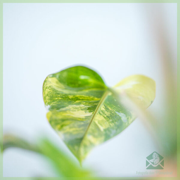 Philodendron සුදු කුමරිය Marble Aurea Variegata